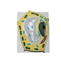 CELULA VEGETAL TZJ-0006 ANATOMIC